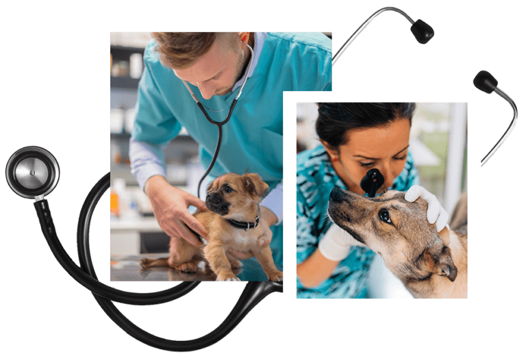 Pinnacle Vet Specialists | Specialty & Emergency Veterinarian in Glen