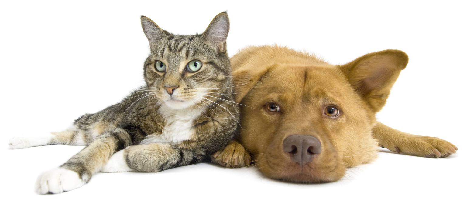 brown dog and cat together