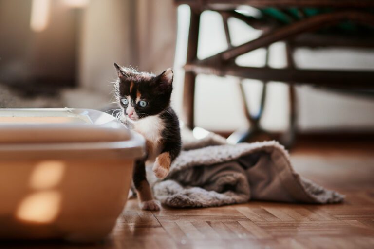 What to Do if Your Cat Isn't Urinating: A Comprehensive Guide ... - Cat Not Peeing Properly Symptoms