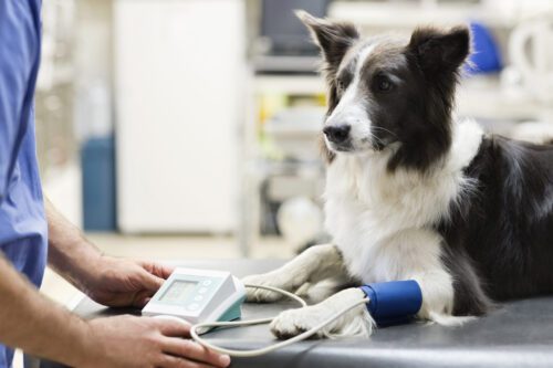 vet-checking-dog's-blood-pressure