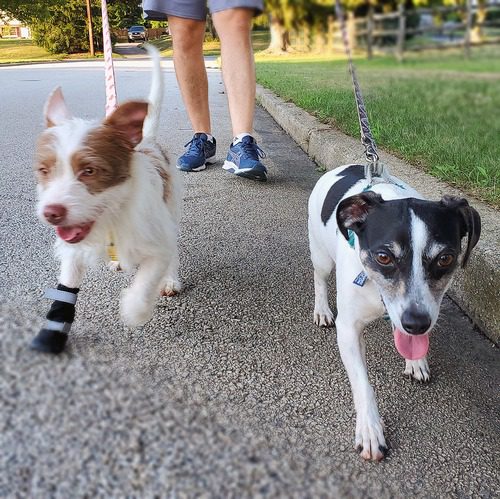 man-walking-two-small-dogs-one-is-wearing-a-boot-on-their-front-paw