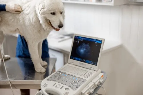 female-vet-examines-dog-with-ultrasound-at-clinic