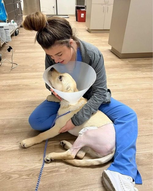 vet-tech-sitting-on-the-floor-with-yellow-lab-puppy-wearing-elizabethan-collar