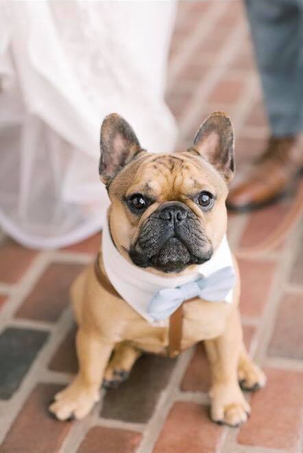 french-bulldog-wearing-a-white-bowtie-while-sitting-on-a-brick-floor