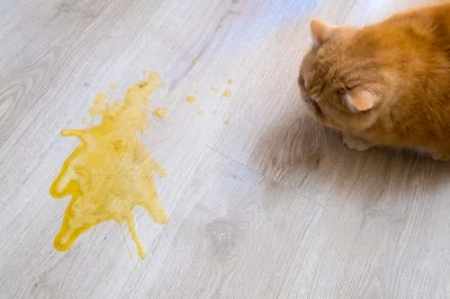 orange-cat-sitting-next-to-yellow-vomit-on-hardwood-floor