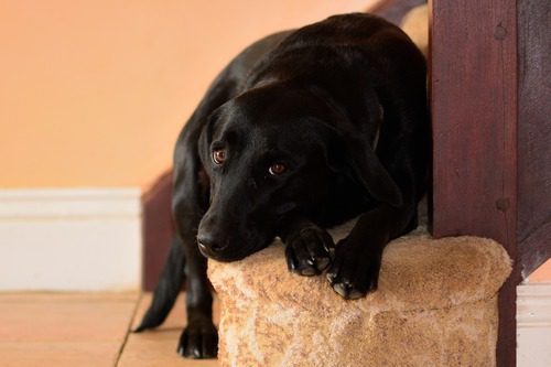black-lab-dog-laying-on-the-bottom-step-of-a-staircase-inside-the-house
