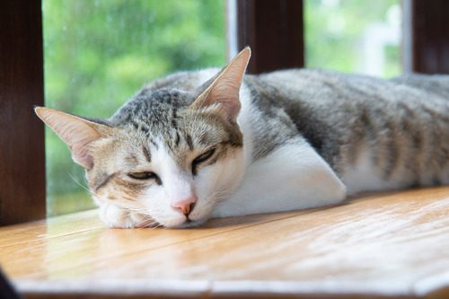 lethargic-cat-sleeping-on-table