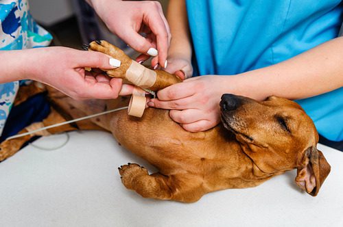 vets-setting-up-dachshund-dog-for-ecg