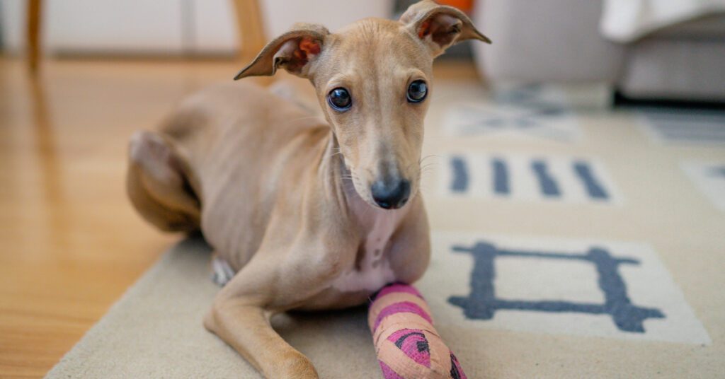 Italian greyhound with a broken front leg in a cast