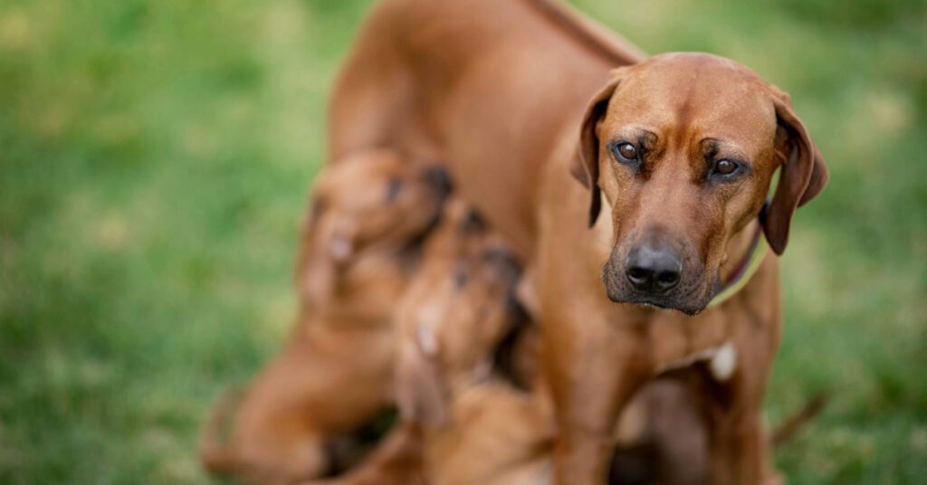 rhodesian ridgeback nursing puppies in green grass