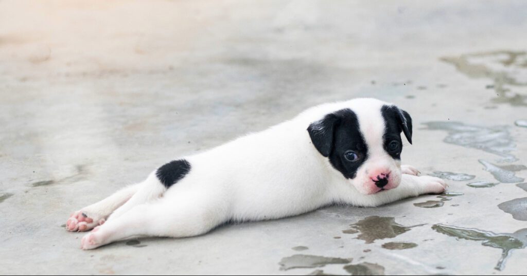 black and white puppy sprawled out on the floor