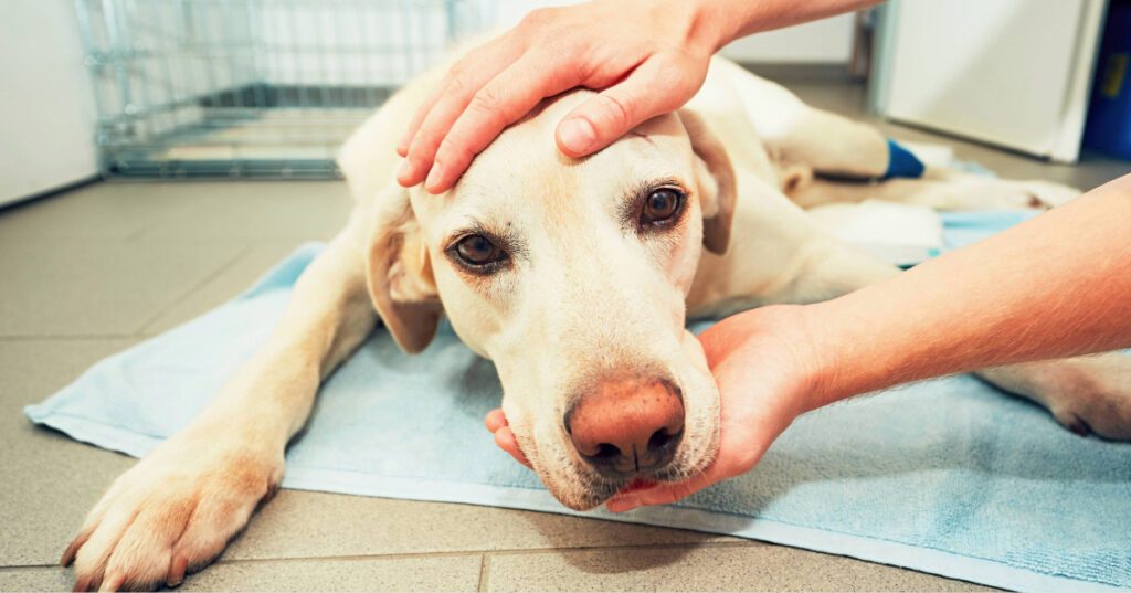 sick yellow Labrador at vet clinic