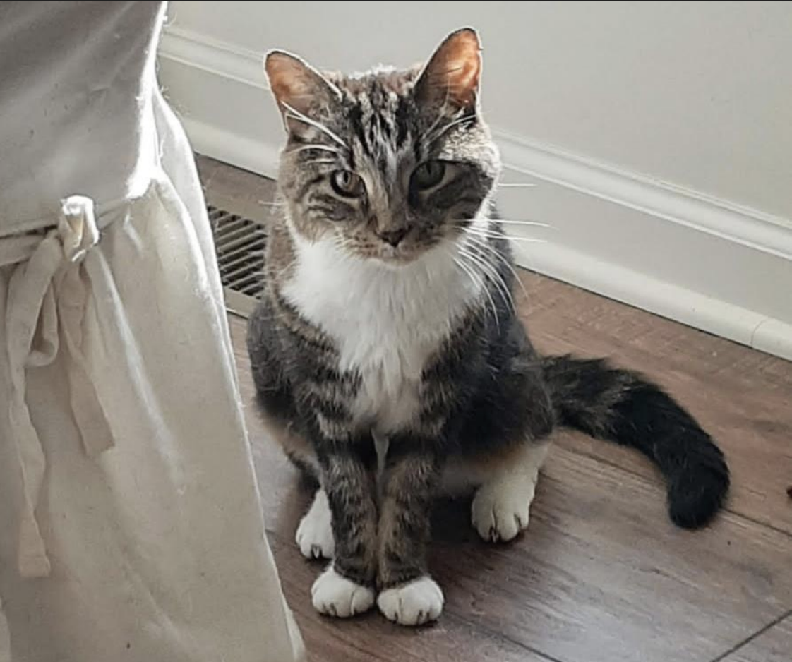 photo of a cat