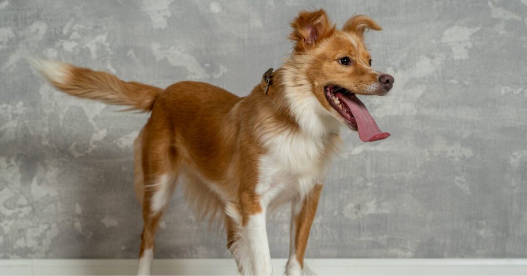 dog wagging it's tail at home while panting