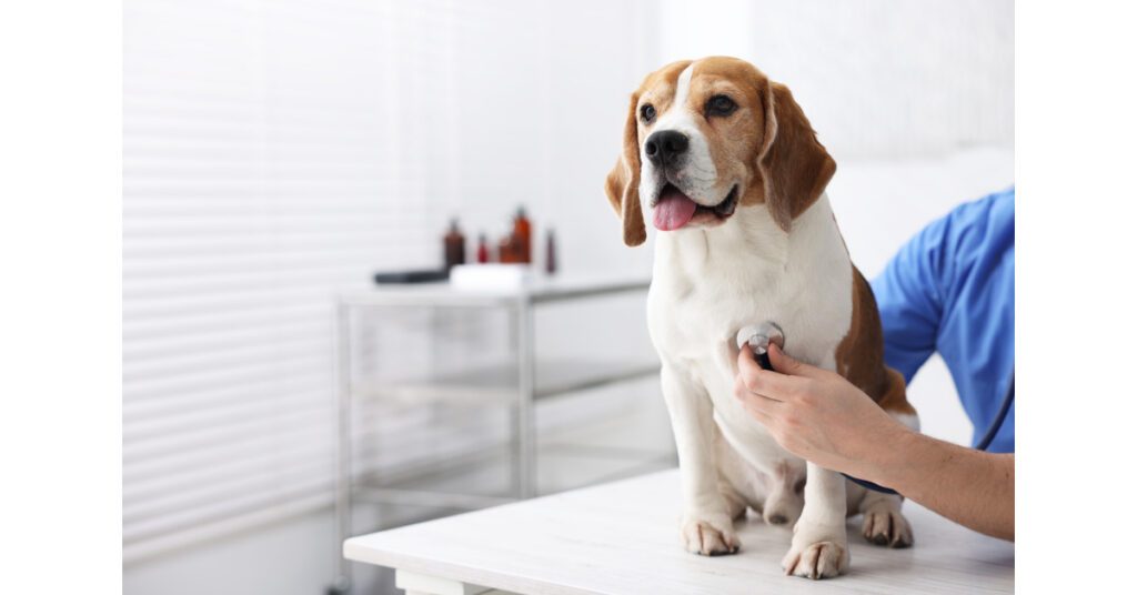 male vet listening to beagle dog's breathing at clinic